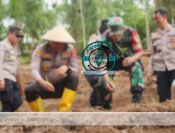 Penanaman Jagung di Ciamis, Langkah Strategis Menuju Ketahanan Pangan Nasional