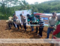 Polres Ciamis dan Pemuda Muhammadiyah “Turun ke Sawah”: Garap Jagung Demi Swasembada